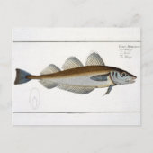 Wittling (Gadus Merlangus) Platte LXV aus "Ichthyo Postkarte (Vorderseite)