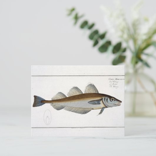Wittling (Gadus Merlangus) Platte LXV aus "Ichthyo Postkarte (Stehend Vorderseite)