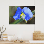 Witwen reißen Poster (Küche)