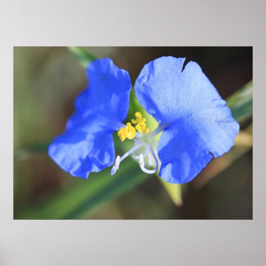 Witwen reißen Poster (Vorne)