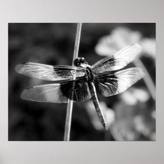 Witwen Skimmer Dragonfly Schwarz & Weiß Fotografie Poster (Vorne)