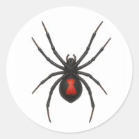 Witwenwarnung: Schwarze Witwenspinne