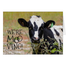 Witzig: "Wir sind moo-ving!" Kuh