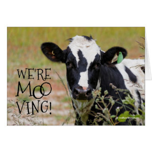 Witzig: "Wir sind moo-ving!" Kuh