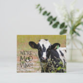 Witzig: "Wir sind moo-ving!" Kuh Postkarte (Stehend Vorderseite)