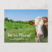 Witzige Kuh, neues Haus, persönliche Adresse, wir Postkarte (Vorderseite)