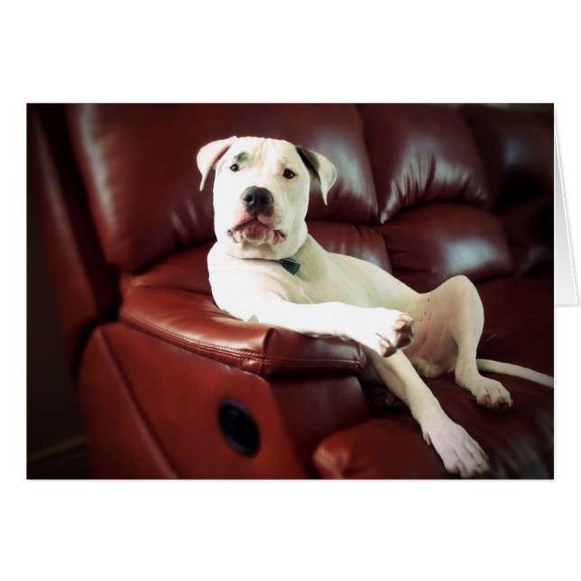 Witziger Bullenhund auf dem Sofa (Vorderseite (Horizontal))