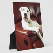 Witziger Bullenhund auf dem Sofa Fotoplatte (Seite)