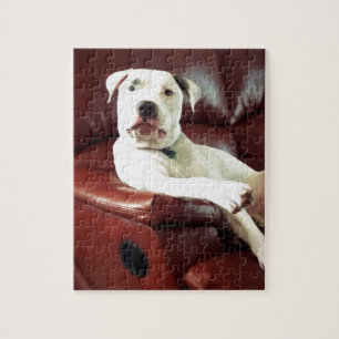 Witziger Bullenhund auf dem Sofa Puzzle