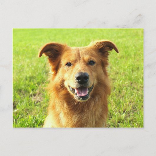 WJ Hund Design Postkarte (Vorderseite)
