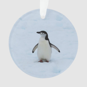 Wo bin ich? ornament