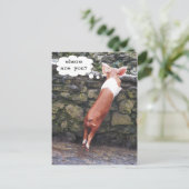 Wo bist du? Funny Pig Foto Postkarten (Stehend Vorderseite)