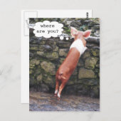 Wo bist du? Funny Pig Foto Postkarten (Vorne/Hinten)