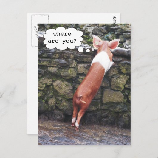 Wo bist du? Funny Pig Foto Postkarten (Vorne/Hinten)