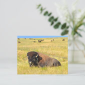 Wo Buffalo Roam Postkarte (Stehend Vorderseite)