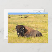 Wo Buffalo Roam Postkarte (Vorne/Hinten)