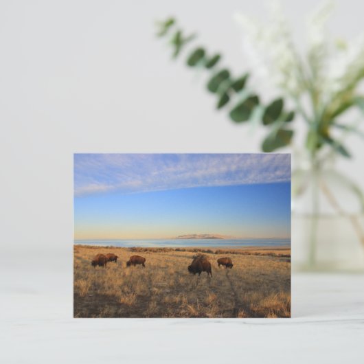 Wo das Buffalo roch Postkarte (Stehend Vorderseite)