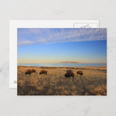 Wo das Buffalo roch Postkarte (Vorne/Hinten)