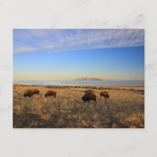 Wo das Buffalo roch Postkarte