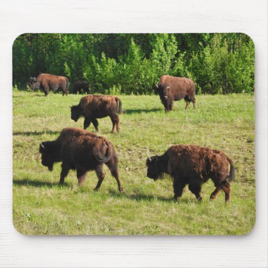 Wo der Bison Roam Mousepad (Vorne)