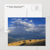 Wo der Büffel Postkarte durchstreifen (Vorne/Hinten)