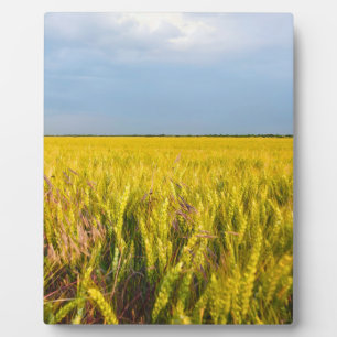 Wo der Weizen mit dem Wind tanzt - Wilde Natur Fotoplatte