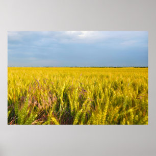 Wo der Weizen mit dem Wind tanzt - Wilde Natur Poster