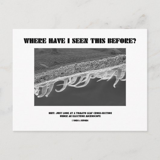 Wo habe ich das schon mal gesehen? Tomatenleaf Postkarte (Vorderseite)