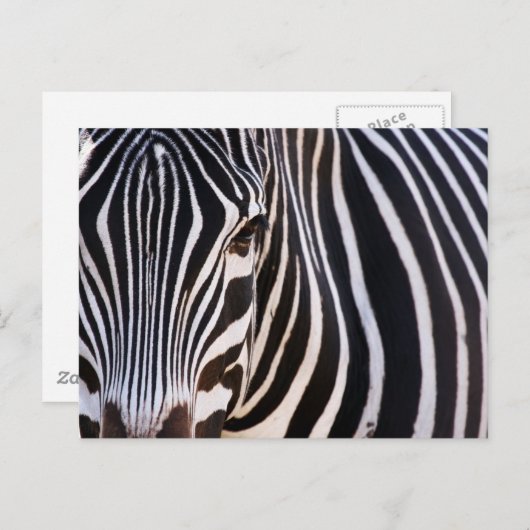 Wo ist der Zebra? Postkarte (Vorne/Hinten)