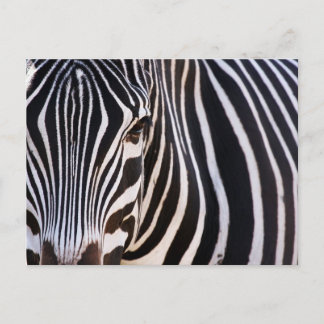 Wo ist der Zebra? Postkarte