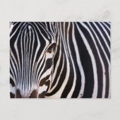 Wo ist der Zebra? Postkarte (Vorderseite)