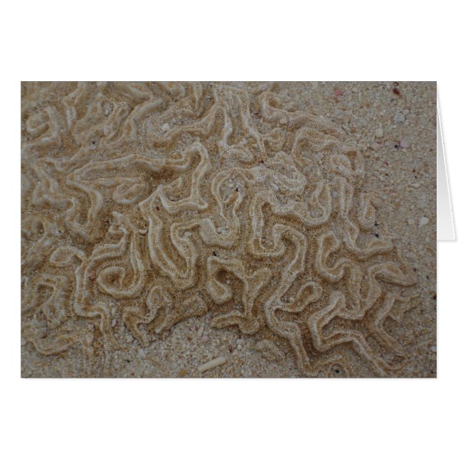 Wo ist Ihr Gehirn? (Vorderseite (Horizontal))