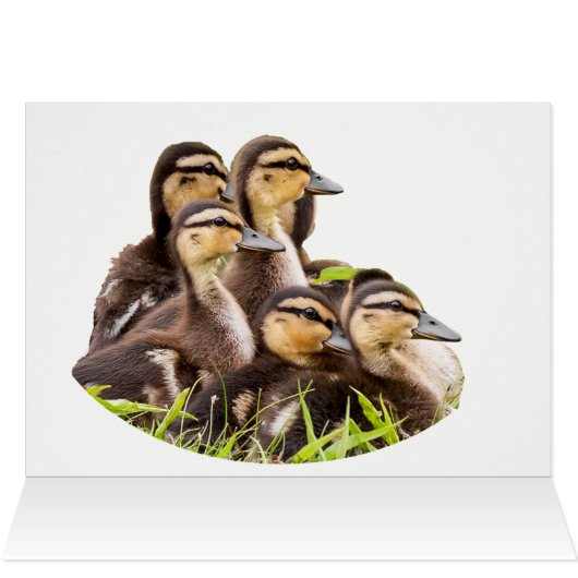 Wo ist Mama? (Innenansicht Horizontal (Oben))