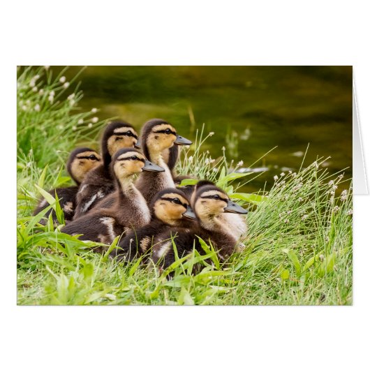 Wo ist Mama? (Vorderseite (Horizontal))