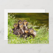 Wo ist Mama? Postkarte (Vorne/Hinten)