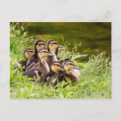 Wo ist Mama? Postkarte (Vorderseite)