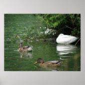 Wo Schlafenten gedruckt werden Poster (Vorne)