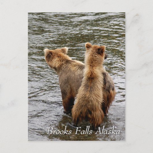 Wo siehst du Mama, Brooks Falls Alaska? Postkarte (Vorderseite)