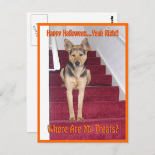 Wo sind meine Leckereien GSD Hund Halloween Postkarte