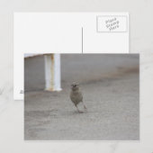 Woah Sparrow! Postkarte (Vorne/Hinten)