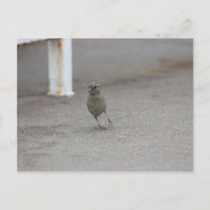 Woah Sparrow! Postkarte