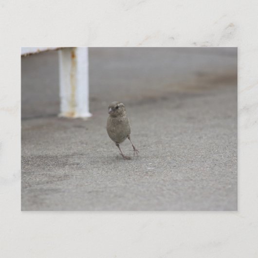 Woah Sparrow! Postkarte (Vorderseite)