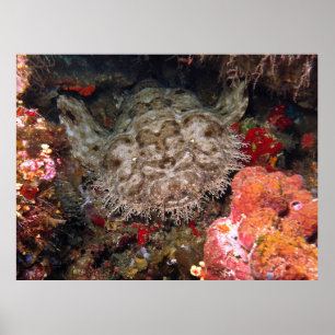 Wobbegong in einer Höhle Poster