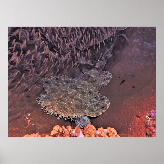 Wobbegong in Raja Ampat Poster (Vorne)