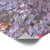 Wobbegong Nah Up Poster (Ecke)