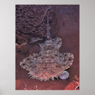 Wobbegong Portrait III Poster