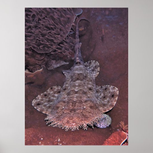 Wobbegong Portrait III Poster (Vorne)