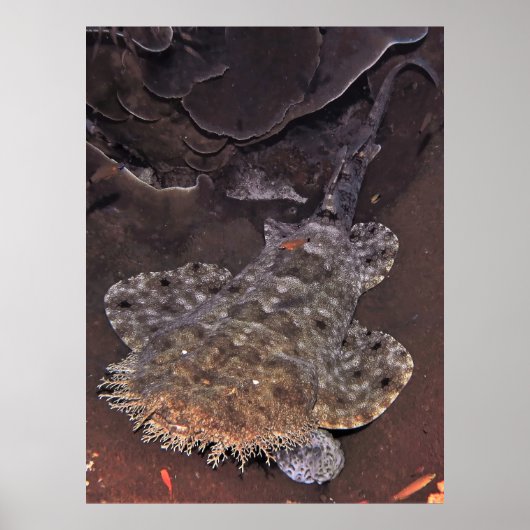Wobbegong Portrait Poster (Vorne)