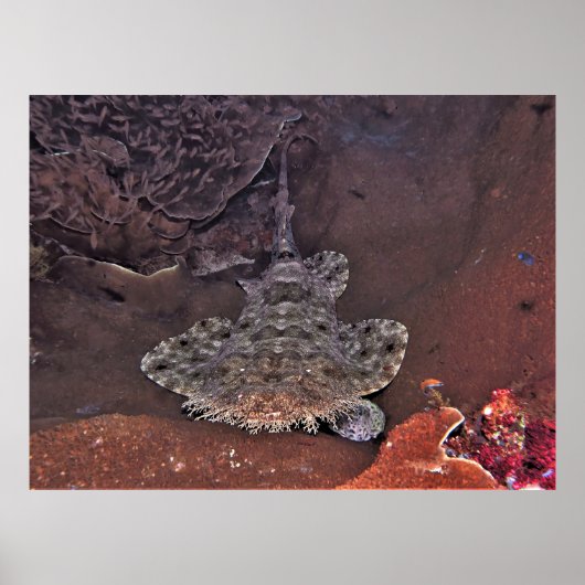 Wobbegong Poster (Vorne)