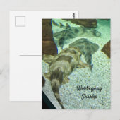 Wobbegong Sharks Postkarte (Vorne/Hinten)